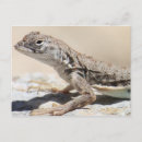 Zoek naar reptielen briefkaarten Tucson