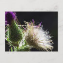 Recherche de chardons cartes postales Violet
