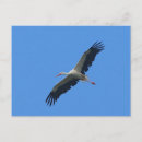 Zoek naar opslag briefkaarten Natuur