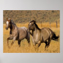 Recherche de ponderosa posters Cheval
