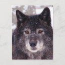 Recherche de photo de loup cartes postales Nature