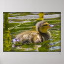 Recherche de ducky posters Nature