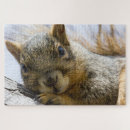 Recherche de écureuil drôle puzzles Animaux