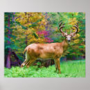 Zoek naar hert posters Kleurrijk