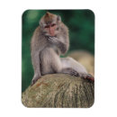 Recherche de grand format magnets Gros plan
