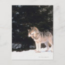 Zoek naar wilde wolven briefkaarten Buiten