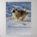 Recherche de alsacien posters Animal