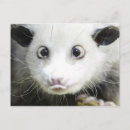 Recherche de heidi cartes postales Animaux