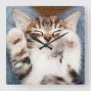 Zoek naar kitten klokken Één dier