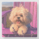 Zoek naar shih tzu onderzetters Hond