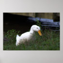 Recherche de canard blanc posters Canards blancs