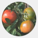 Recherche de tomates rouges autocollants Mûr