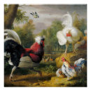 Zoek naar rode haan posters Vogels