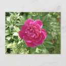 Zoek naar pioenen briefkaarten Bloemen