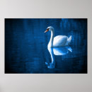 Recherche de cygnes blancs posters Animal