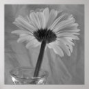 Zoek naar madeliefje posters Gerbera