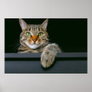 Zoek naar tafelkleed posters Katten