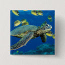 Recherche de tortues de mer badges Environnement