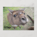 Recherche de aussie australie cartes postales Kangourou