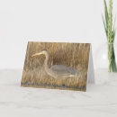 Zoek naar reigers kaarten Ardea herodias