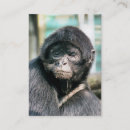 Recherche de singe mignon cartes visite Animal