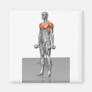 Recherche de muscle humain magnets Pièce de corps humain