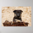 Recherche de chiot de berger allemand posters Bébé