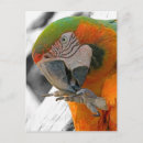 Recherche de arlequin cartes postales Oiseau