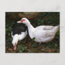 Recherche de canard noir cartes postales Blanc