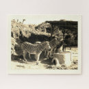 Zoek naar zebras puzzels Dierentuin