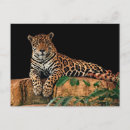 Recherche de jaguar cartes postales Sauvage