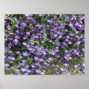 Recherche de fleur violette posters Nature