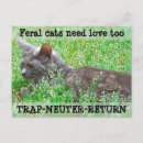 Recherche de de chat sauvage cartes postales Chats sauvages