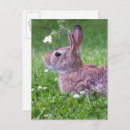 Zoek naar wild rabbit briefkaarten Schattig