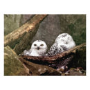 Recherche de chouette art Amoureux des oiseaux