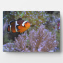 Recherche de poissons photographie Nature