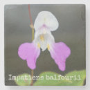 Recherche de orchidée dessous de verres Blanc