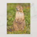 Recherche de chien prairie cartes postales Mammifère