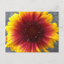 Recherche de fleurs vives cartes postales Floral