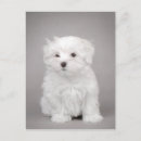 Recherche de bichons cartes postales Mignon