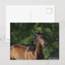 Zoek naar kwart paarden briefkaarten Ras