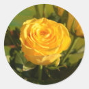 Zoek naar photography stickers Bloem