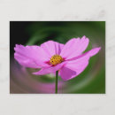 Zoek naar cosmos flowers briefkaarten Fotografie