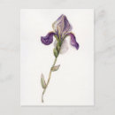Recherche de iris cartes postales Illustration