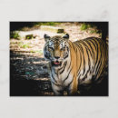 Recherche de rayures de tigre cartes postales Chaton