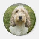 Recherche de petit chien magnets Canine