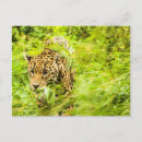 Zoek naar cheetah briefkaarten Groen