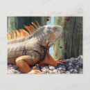 Zoek naar groene leguaan posters Lizards