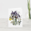 Recherche de iris pourpre et blanc Jardin
