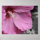 Recherche de hibiscus art Floral